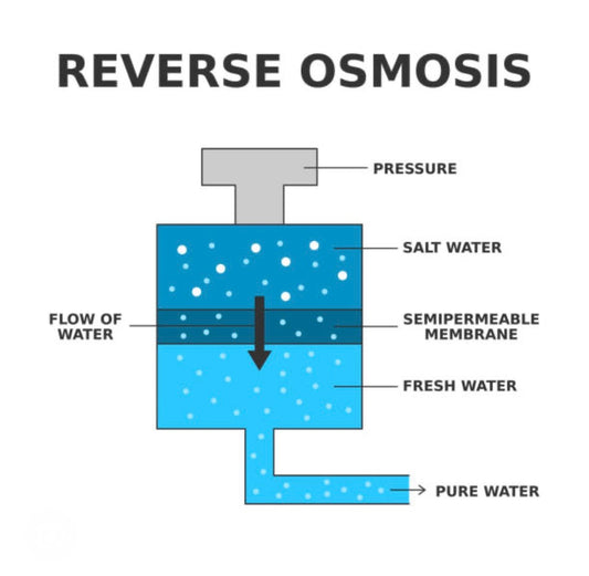 What Makes Our Sea Moss Different? Pure Water, Pure Quality